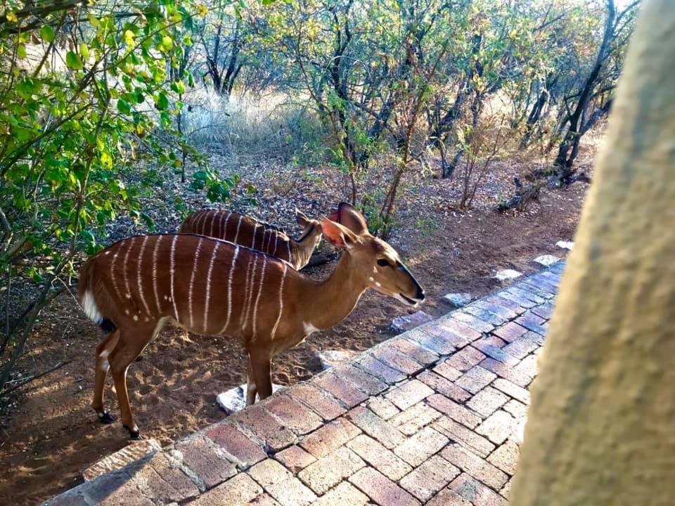 The Bush Hut Villa Hoedspruit Kültér fotó
